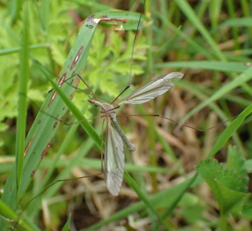 Tipula oleracea